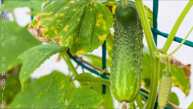 Спираль гороха