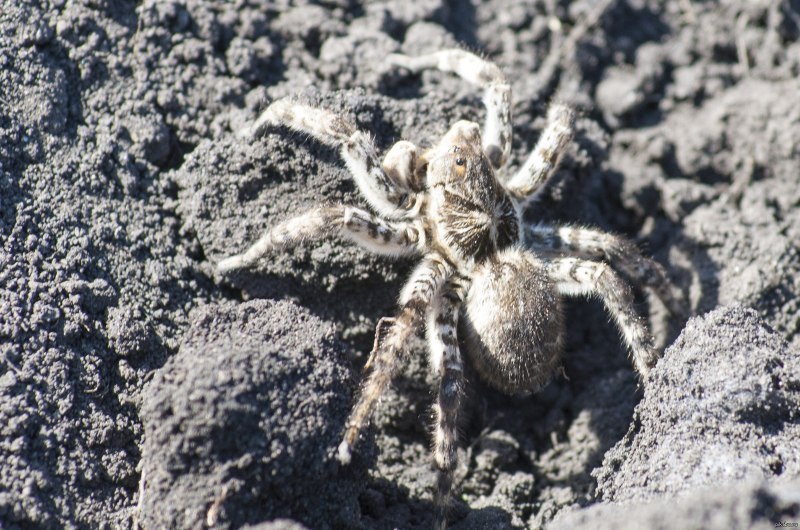 Стеатода черная паук