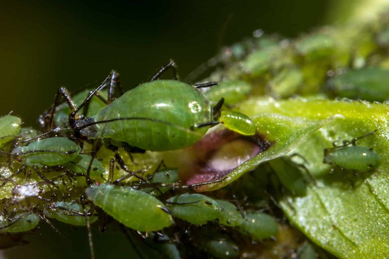 Огурцы в теплице бабочка