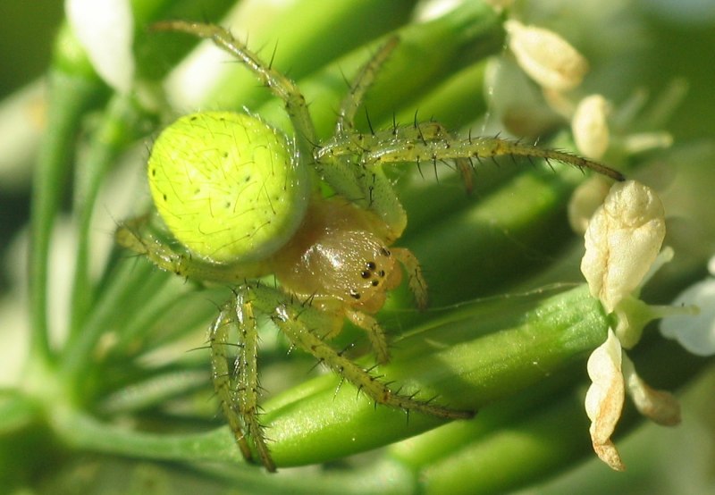 Огуречный паук Араниелла