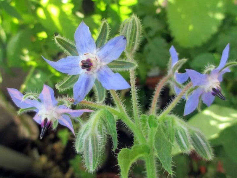 Лист огурца