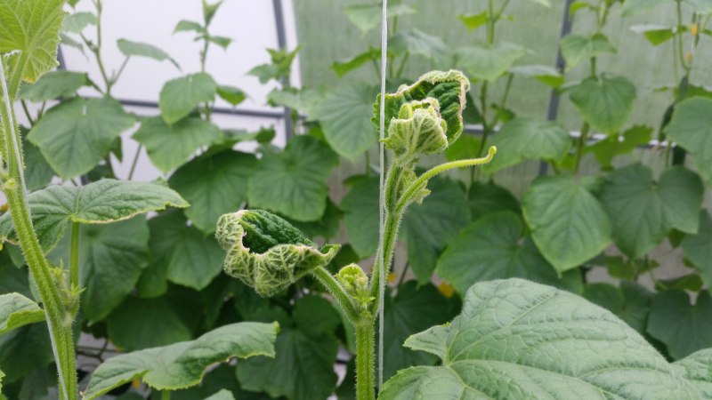 Белокрылка тля паутинный клещ