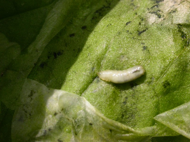 Видоизменённый побег - усики. Огурец