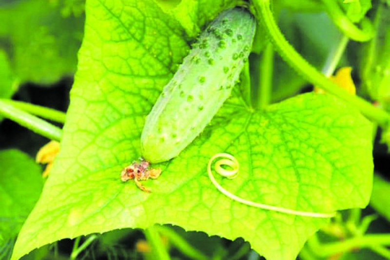 Паутинный клещ у огурцов