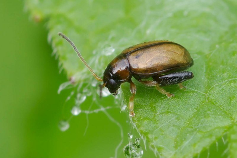Огурец посевной стебель
