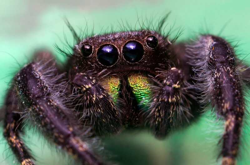 Сибирский паук