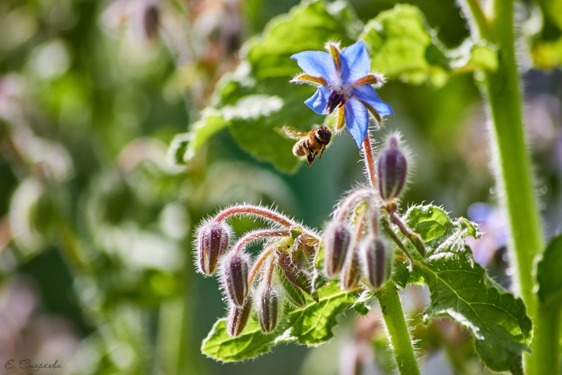 Паук Тарантул глаза
