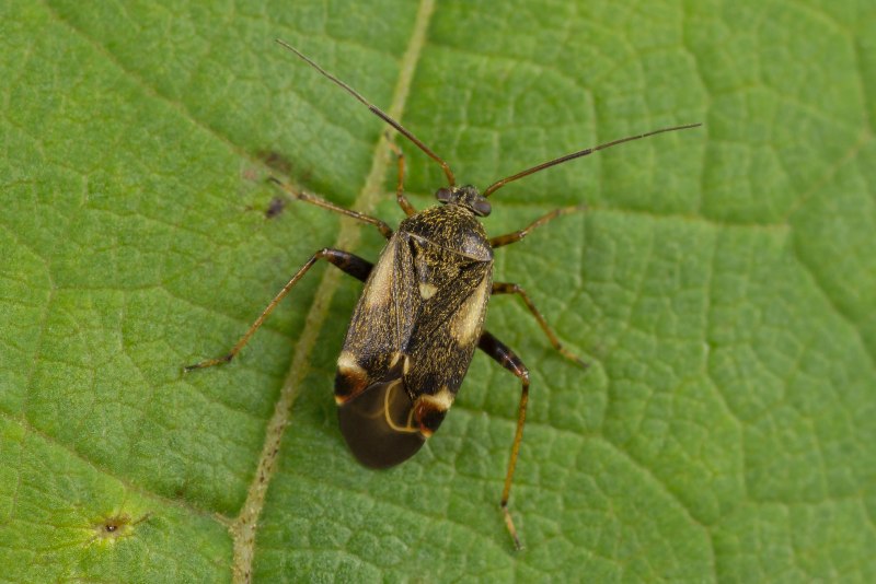 Micrathena cyanospina