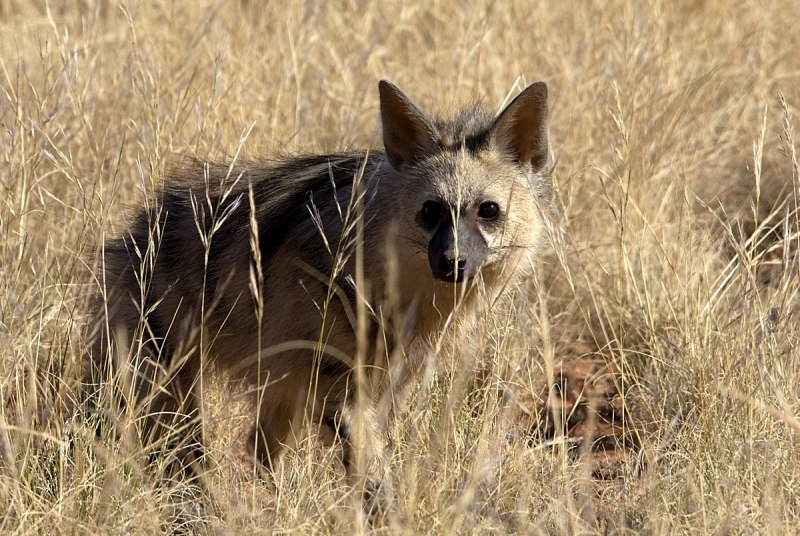 Земляной волк (Proteles cristatus)