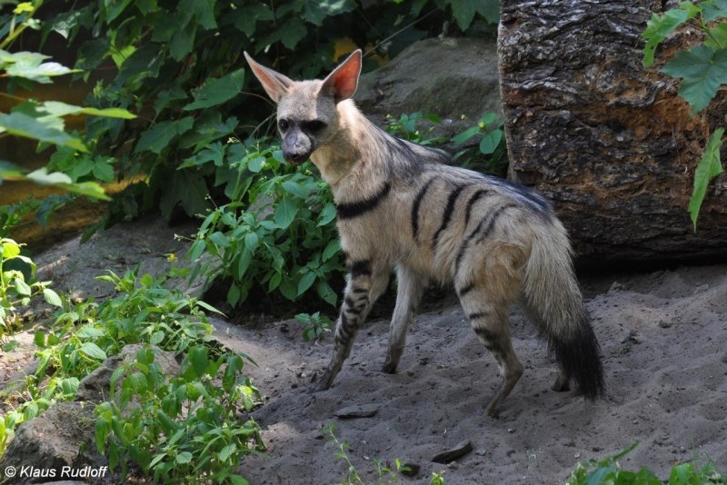 Африканский Земляной волк