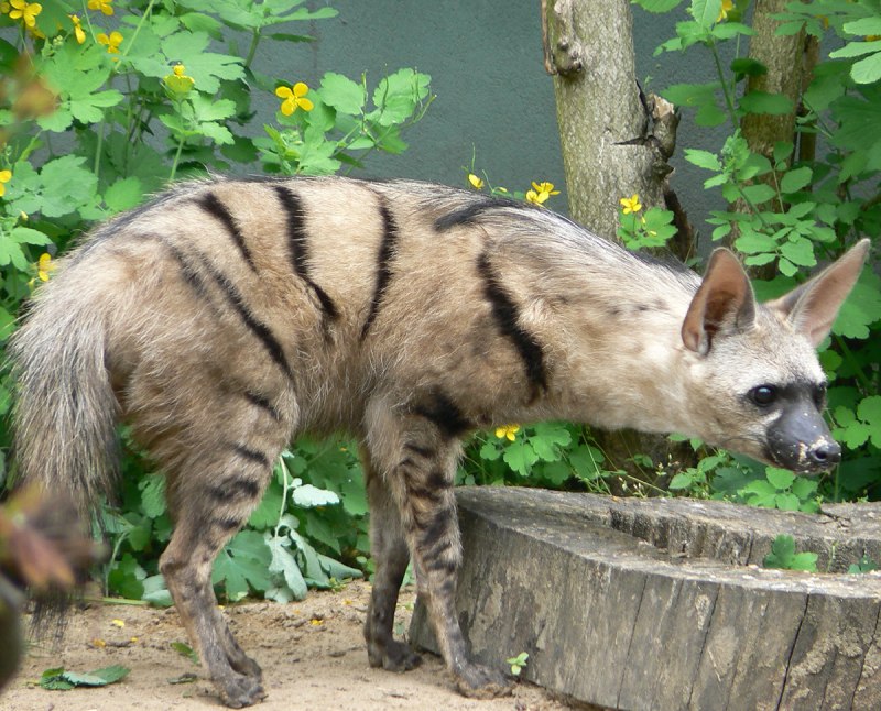 Земляной волк и гиена