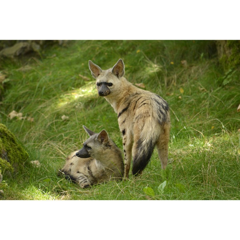 Земляной волк (Proteles cristatus)