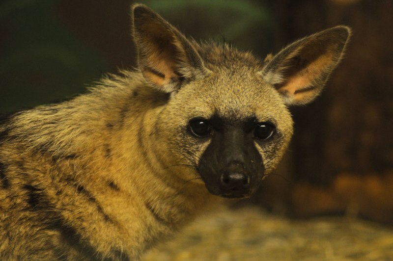 Земляной волк и гиена