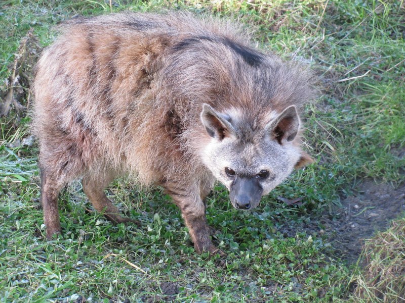Земляной волк детеныш