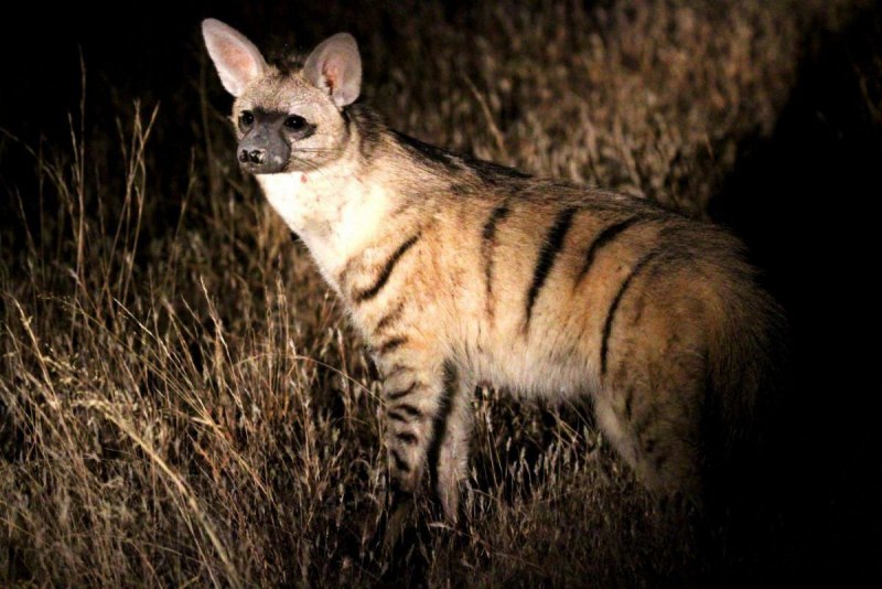 Полосатая гиена