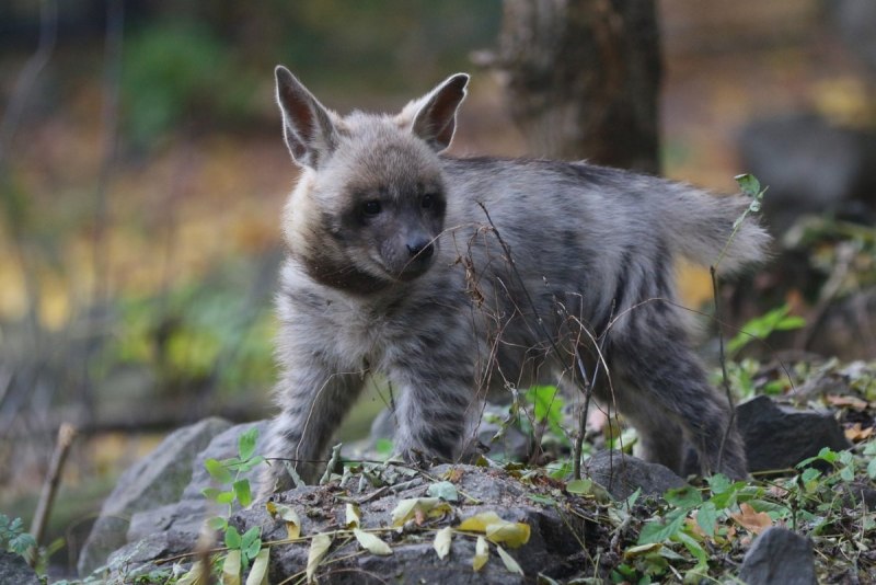 Гиена альбинос фото