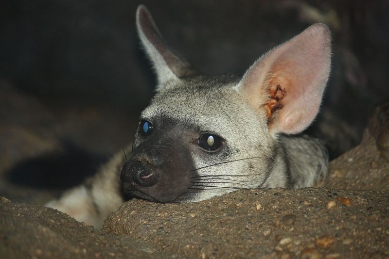 Земляной волк и гиена