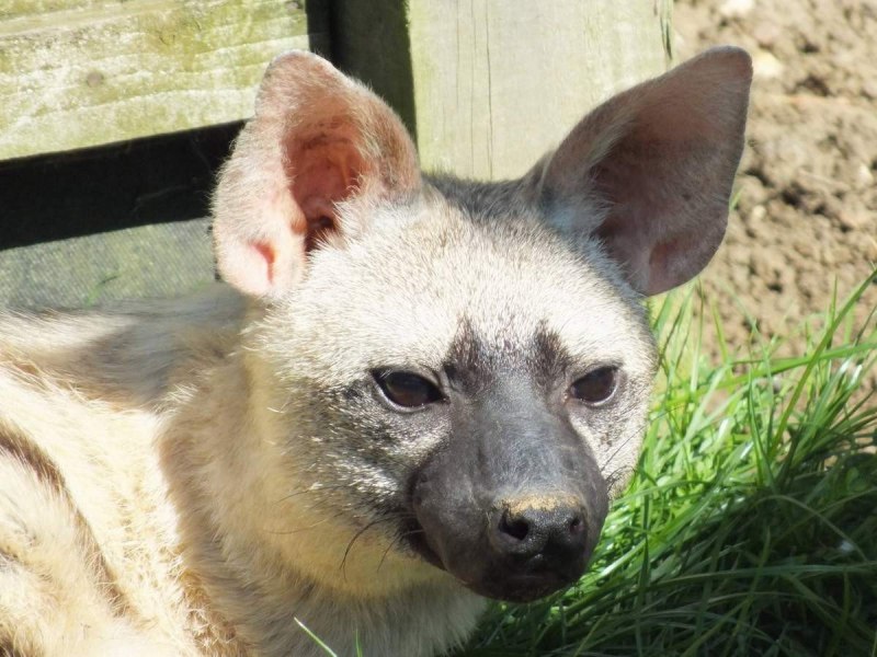 Африканская пятнистая гиена