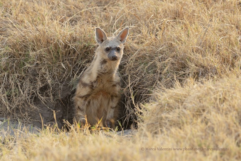 Кавказская гиена