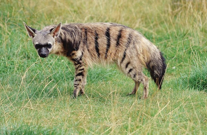 Земляной волк и гиена