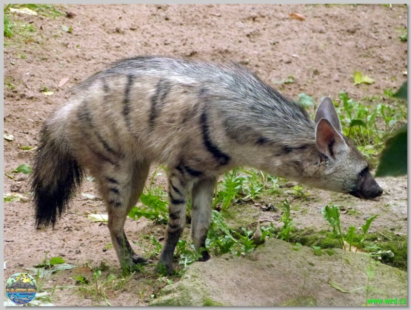Земляной волк образ жизни