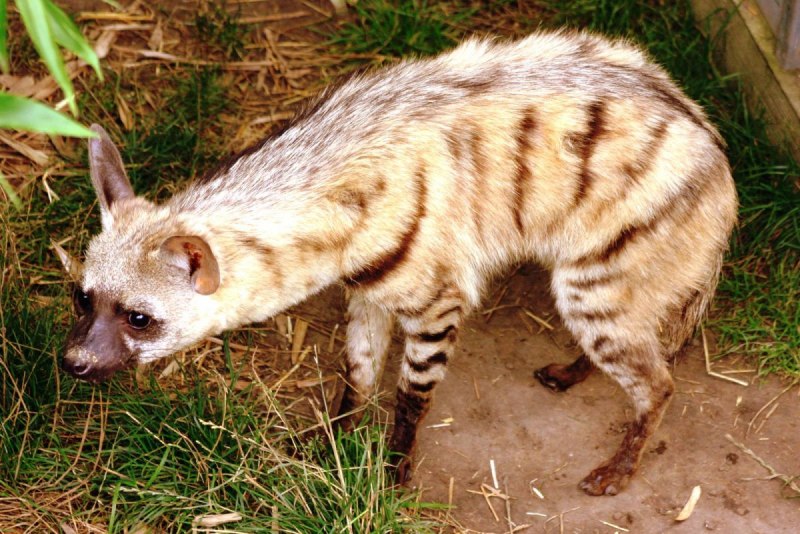 Капский Земляной волк