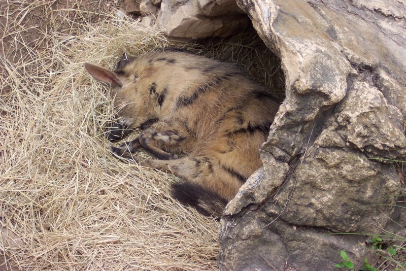 Секуранская лисица