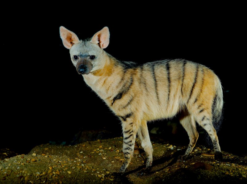 Земляной волк (Proteles cristatus)