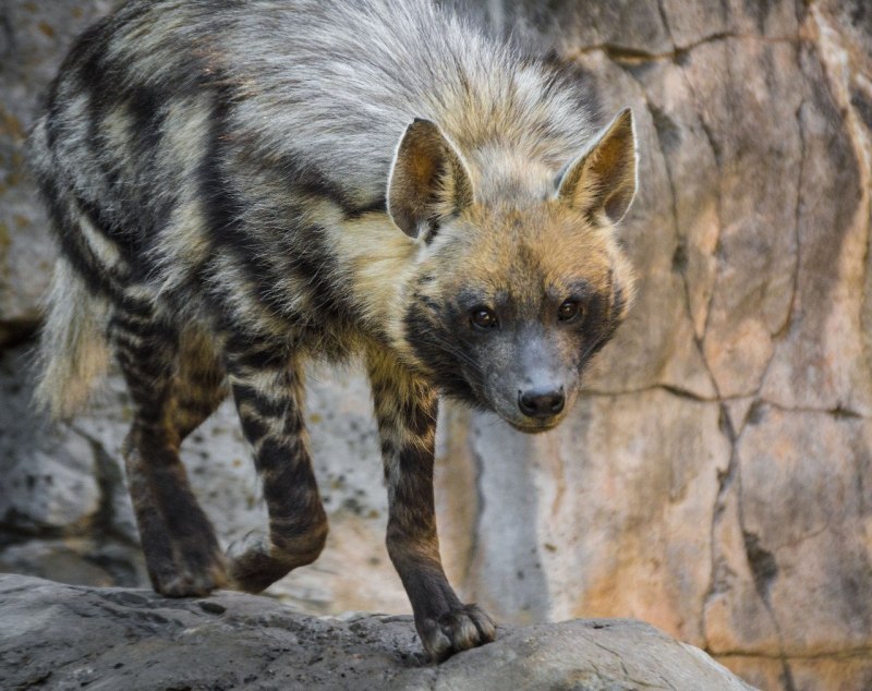 Земляной Волчонок