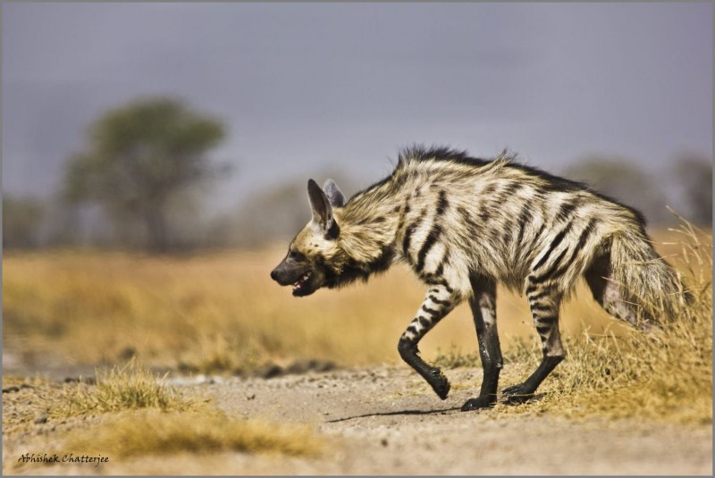 Полосатая гиена (Hyaena Hyaena)