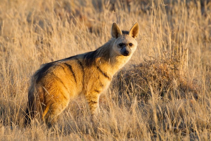 Земляной волк и гиена