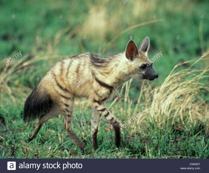 Земляной волк Африки