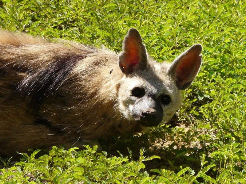 Земляной волк млекопитающие Африки