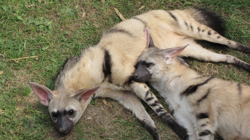 Земляной волк и гиена