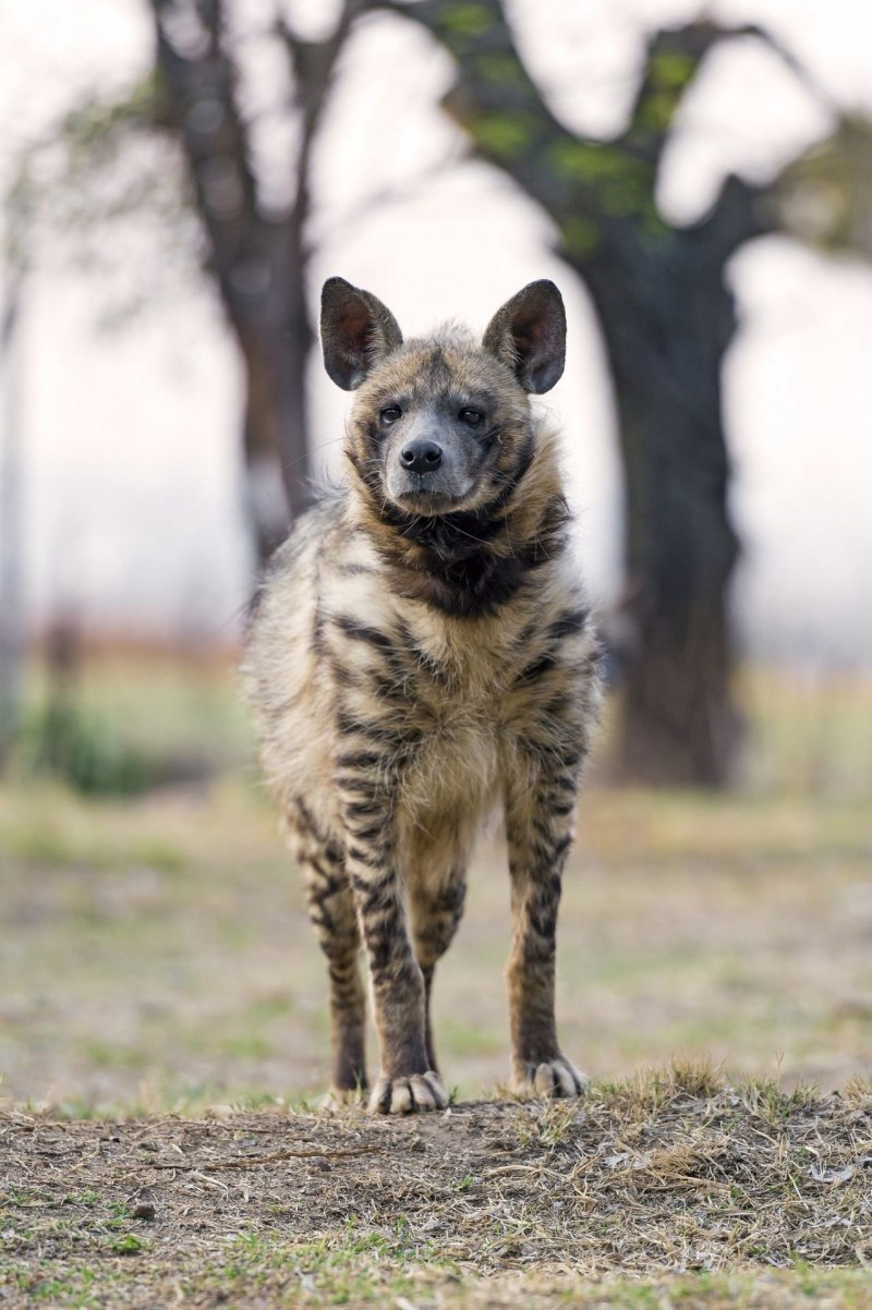 Гиена альбинос