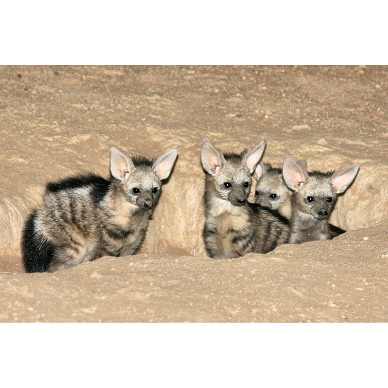 Гиена Сетон