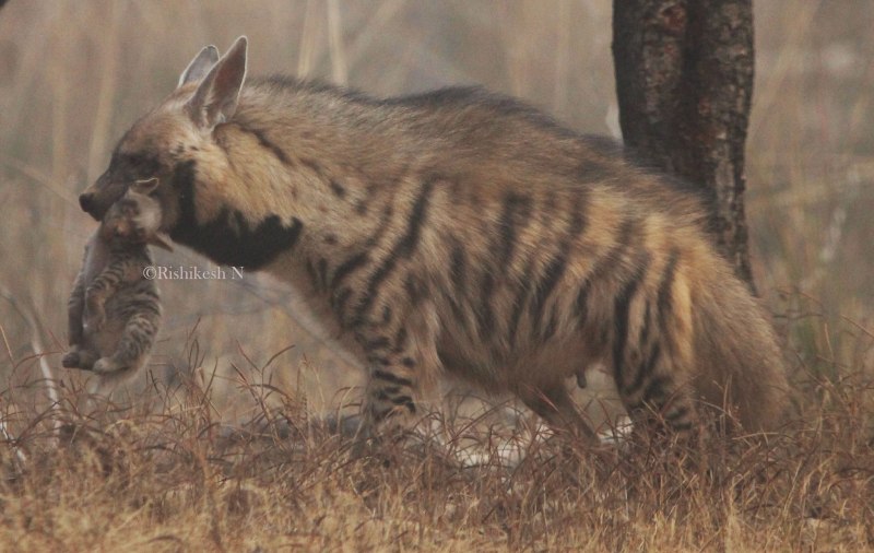 Земляной волк в Турции