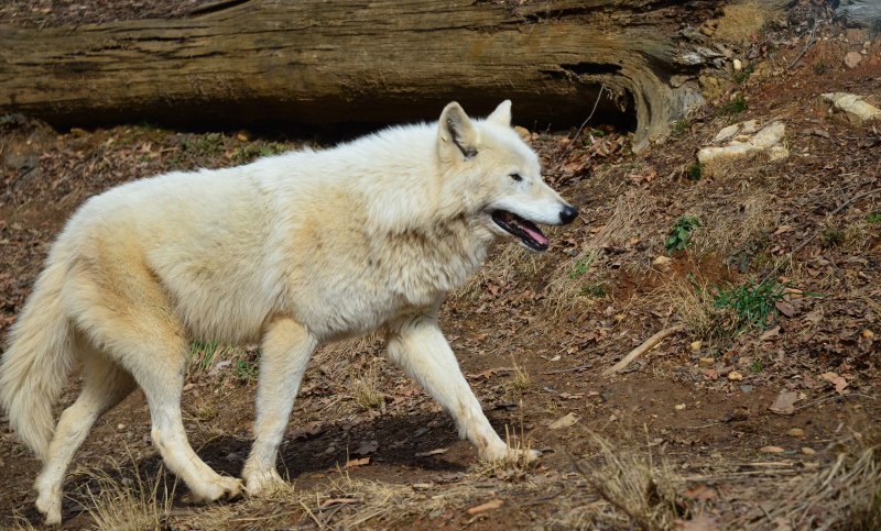 Земляной волк Википедия
