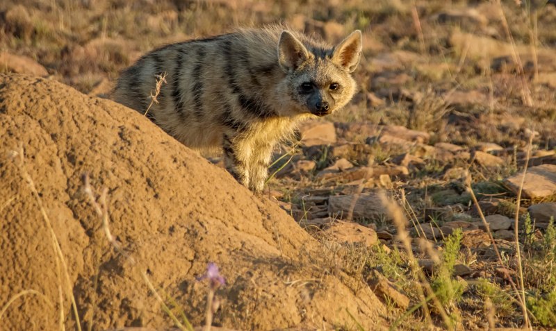 Семейство Гиеновые Земляной волк