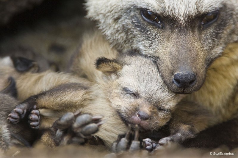 Земляной волк Эстетика