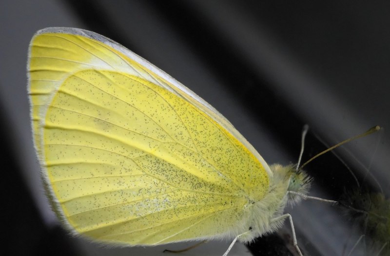 Жёлтая бабочка