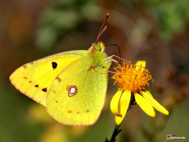 Лето бабочки