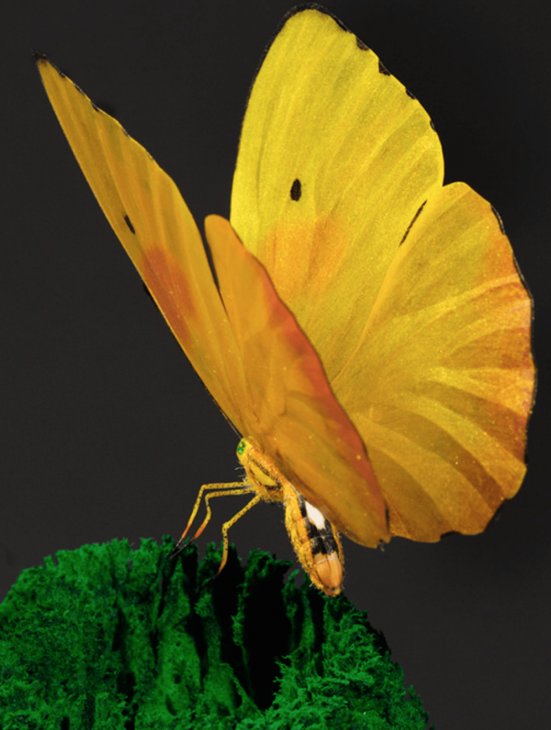 Красивые желтые бабочки