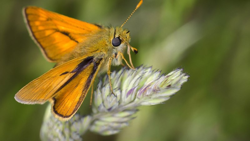 Желтые насекомые