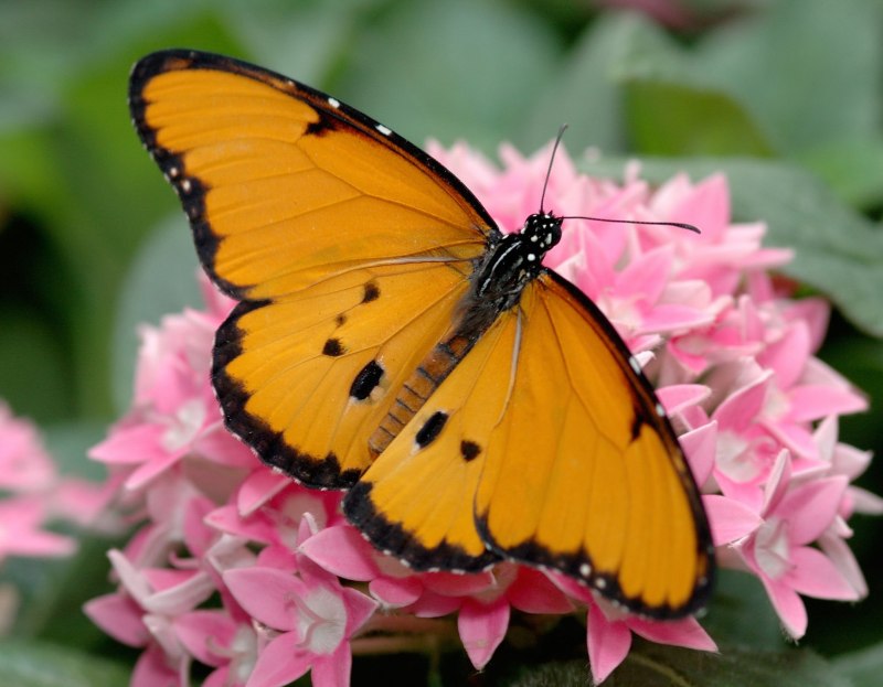 Бабочки зеленого цвета