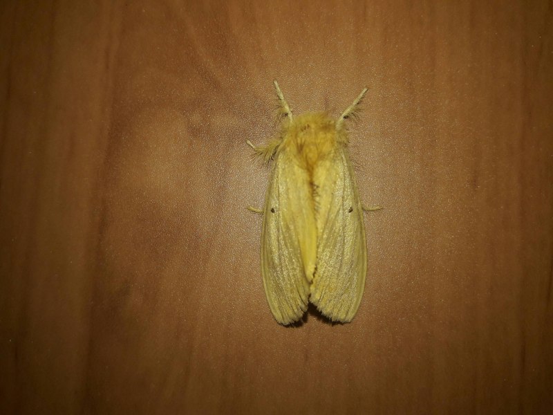 Желто оранжевая бабочка