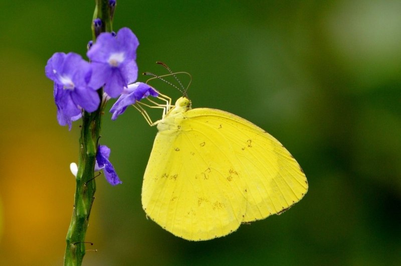 Фиалка бабочка лимонница