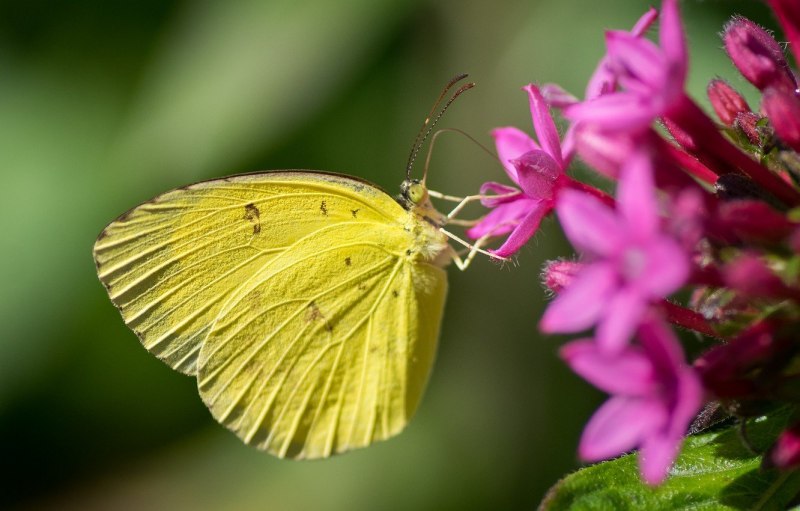 Жёлтая бабочка