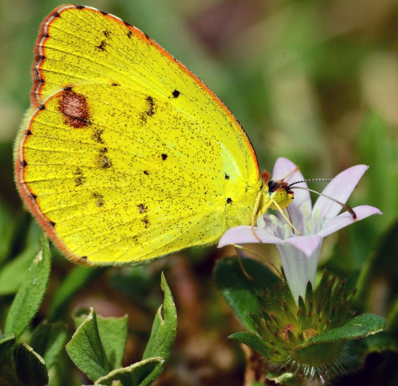 Желто зеленая бабочка