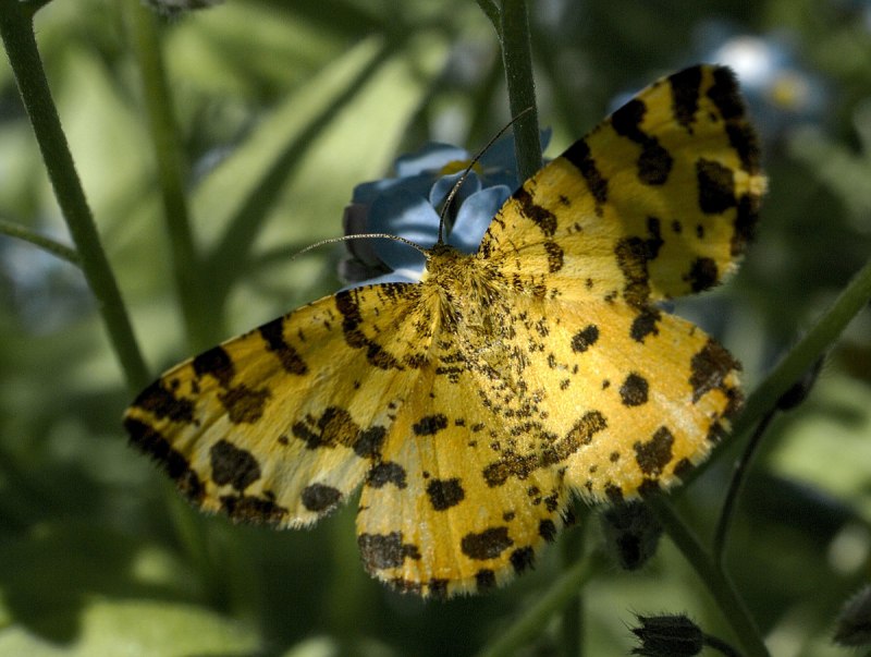 Ярко желтая бабочка